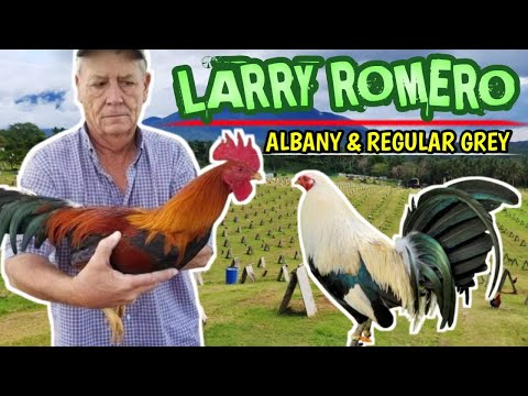 Larry Romero (Green jeans Farm)" Regular Grey & Albanys" 🐓🐓🐓💥💥