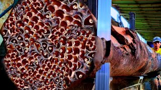 Download lagu This wood can kill you! terrifying redwood surprise at the sawmill mp3 Download lagu This wood can kill you! terrifying redwood surprise at the sawmill mp3