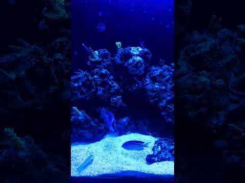 New ghl mitras lx7506 