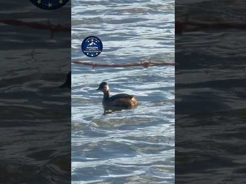 ANIMALES EN EL HUMEDAL TRES PUENTES