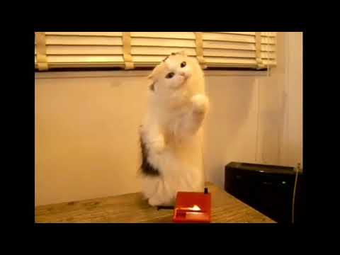 Loudest cat theremin