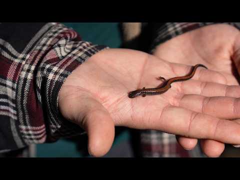 Outdoor lab reveals the diversity of herpetofauna in the region