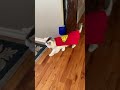 Super Molly Knows How To Make An Entrance Batmanvsuperman Superpets