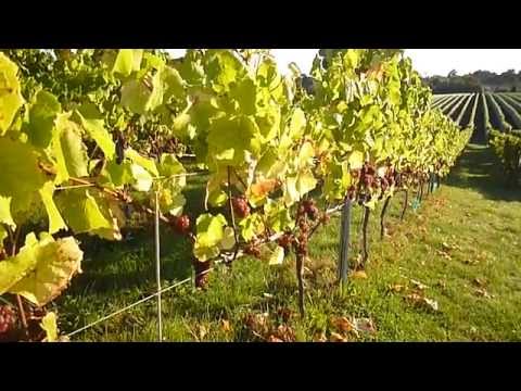 Pinot Gris Harvest at Blackenbrook Vineyard