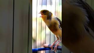 Download lagu canário belga campainha puro #canario mp3