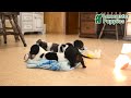 Miniature Dachshund dogs for sale: Snuffles - Video 1