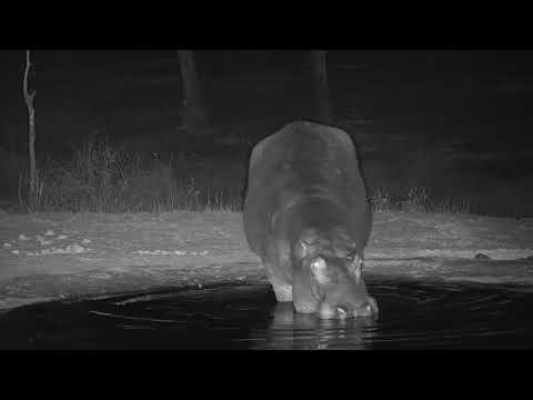 Djuma: Lone Hippo arrives - 01:02 - 11/12/19