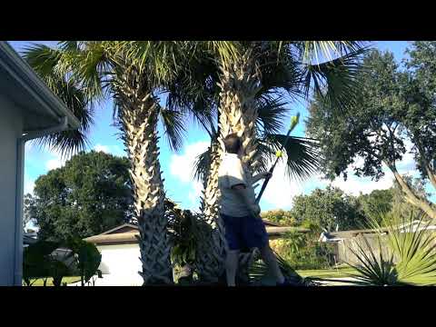 Tree Trimming Palms - Sun Joe SWJ800E