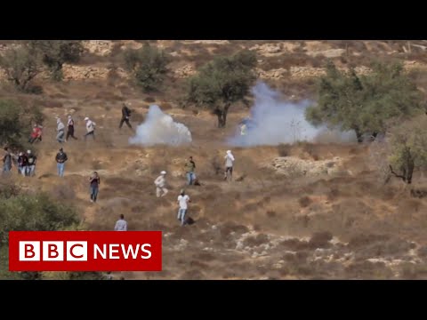 西岸の緊張が高まる中、オリーブの収穫が危ぶまれている - BBC ニュース (Olive harvest in jeopardy as tensions rise at the West Bank - BBC News)