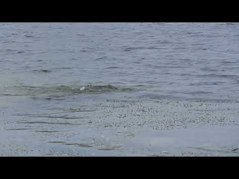 Szalona kaczka krzyżówka :) na zalewie Bugaj w Piotrkowie Trybunalskim 19.09.2024