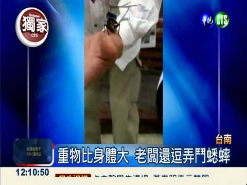 蟋蟀頂重物快整死 業者被控虐待