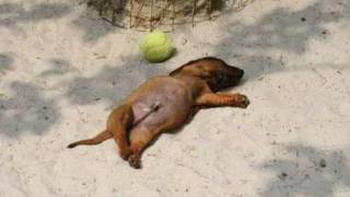 Cute Puppies Being Hilarious For The First Time… Best of 2026!