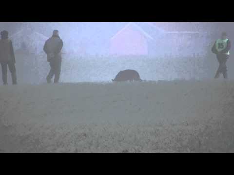 Jabina Gustav Track without leash selection for wusv 2012