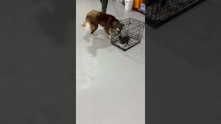 Video preview image #1 Border-Aussie Puppy For Sale in Highland, IL, USA