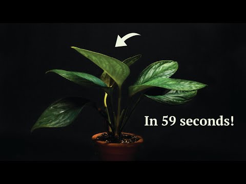 MONSTERA LEAF GROWTH in 59 seconds | Time Lapse
