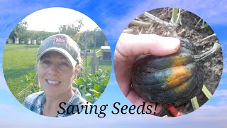 How to Save Squash/Pumpkin Seeds to Plant Next Year~hand pollination, when to harvest & seed saving!