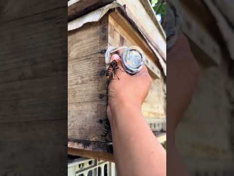 Catching wasps is harmful to honeybees. #gianthornets #hornetnestremoval #bee #hornethunting