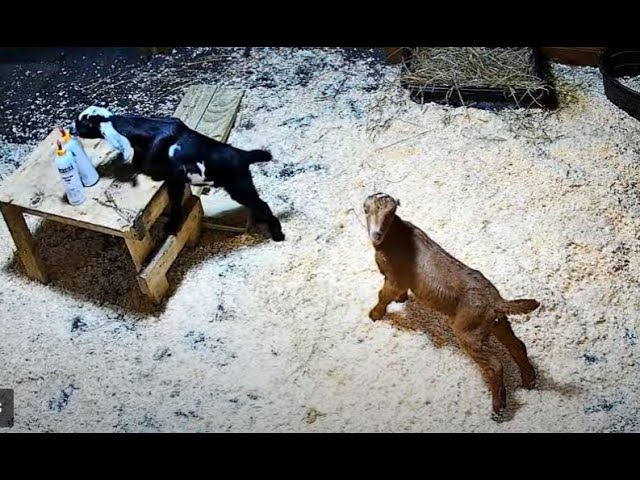 Live webcam view of Goldy's Farm Chaos Hill Cam