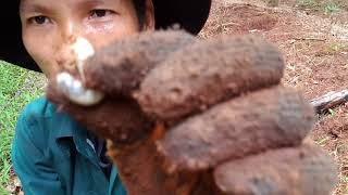 preview picture of video 'Trồng chuối nuôi gà gặp ở sâu và trùng đất ăn luôn kinh quá!'