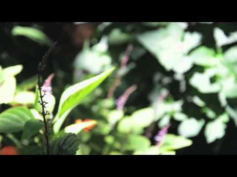 ＣＬＥＡＲ  ＣＲＹＳＴＡＬＳ (ka-meal x OLFVN x EZVH)