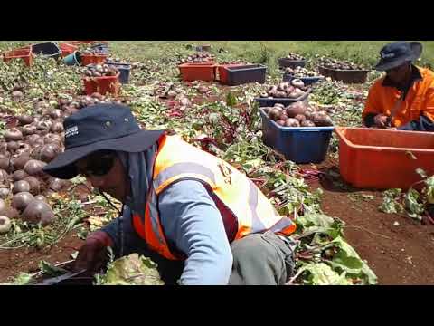 How to pick (Beetroot) by Strong Kiriboys