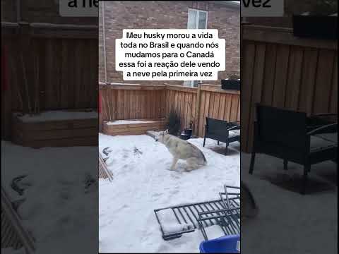 #funny #dogs #pet #dogscats#dogshorts #dog#doglover#doglife