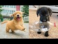 Baby Dogs 🔴 Cute and Funny Dog Videos Compilation #20 | 30 Minutes of Funny Puppy Videos 2021