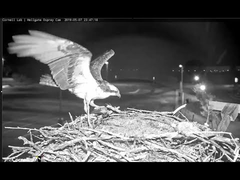 Hellgate Canyon ospreys MT  5 8 19 1247am Thank goodness Iris returned back & with her a fish