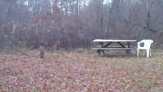 Bobcat yet again