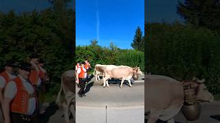 Sennische Öberefahrt im Appenzellerland | Alpabfahrt in der Schweiz🇨🇭 🐐 🐄 😎