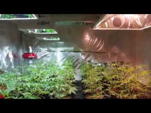 LEC -vs- HPS ep 2 side by side 3- 315w LEC vs 1- 1000w HPS on mover with TGA 9lb Hammer
