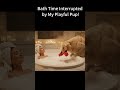 Bath Time Interrupted by My Playful Pup!