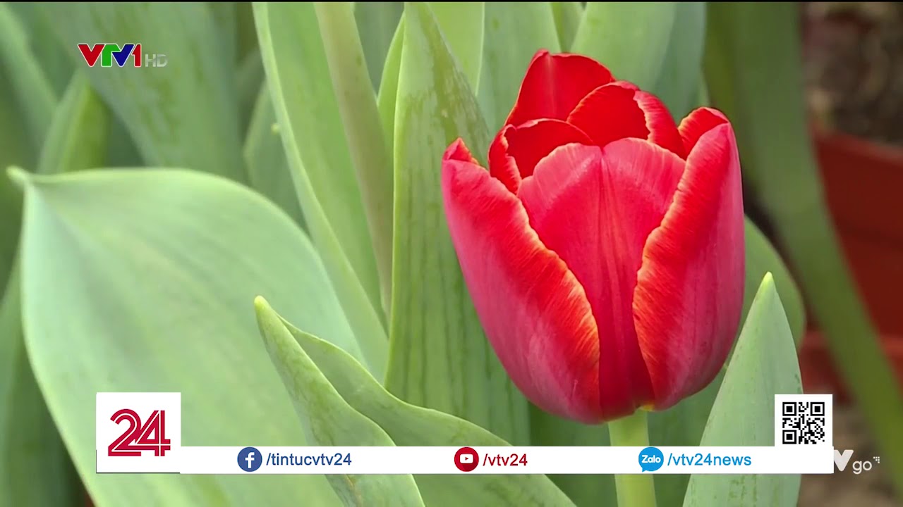 Vườn Hoa Tulip