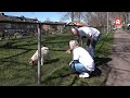 Geadopteerd geitje blijkt ineens geslacht