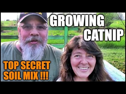 Growing Catnip In Raised Beds And Containers | Secret Soil Mix