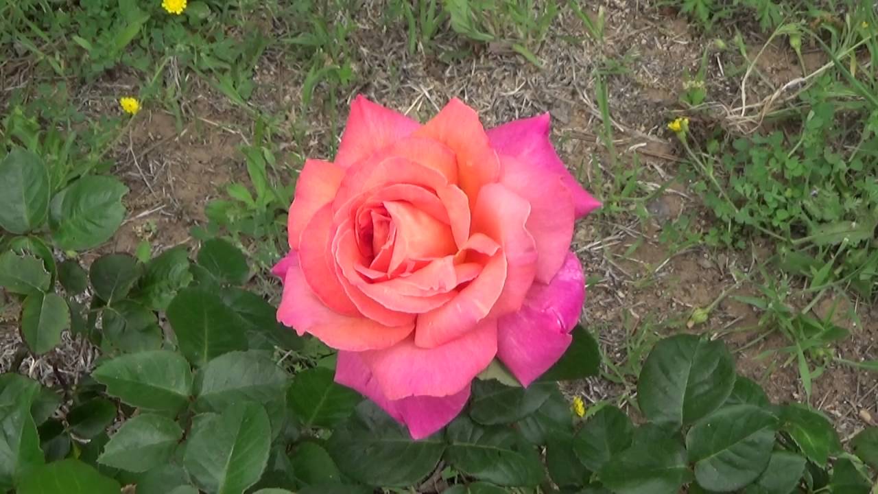 Apricot Chicago Peace Pink Rose , Smell the Roses