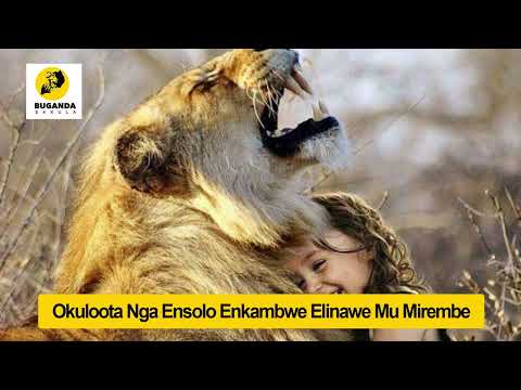 Okuloota Nga Ensolo Enkambwe Eli Nawe Mumirembe - Ebirooto Namakulu Gaabyo - Buganda Ekkula