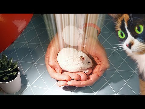 EL ÚLTIMO VIDEO CON STEPHAN...