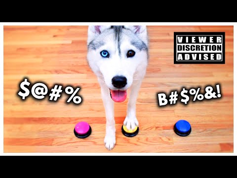Husky Gets New Talking Buttons… and Becomes Even SASSIER!