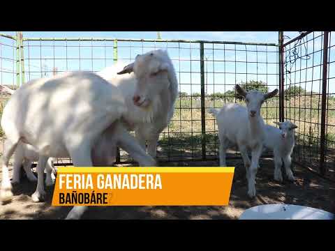 Feria ganadera de Bañobárez 2022