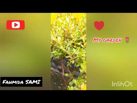 My garden in the beauty of nature | Fahmida SAMI |🧿🖤🥀
