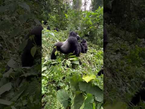 3 Days Thrilling Gorilla Trekking Safari