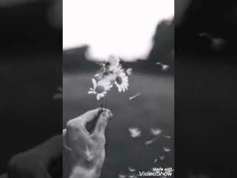 Darkray - Şemalyn Astynda