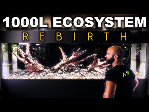 1000L ECOSYSTEM REBIRTH: An Aquarium Born Again