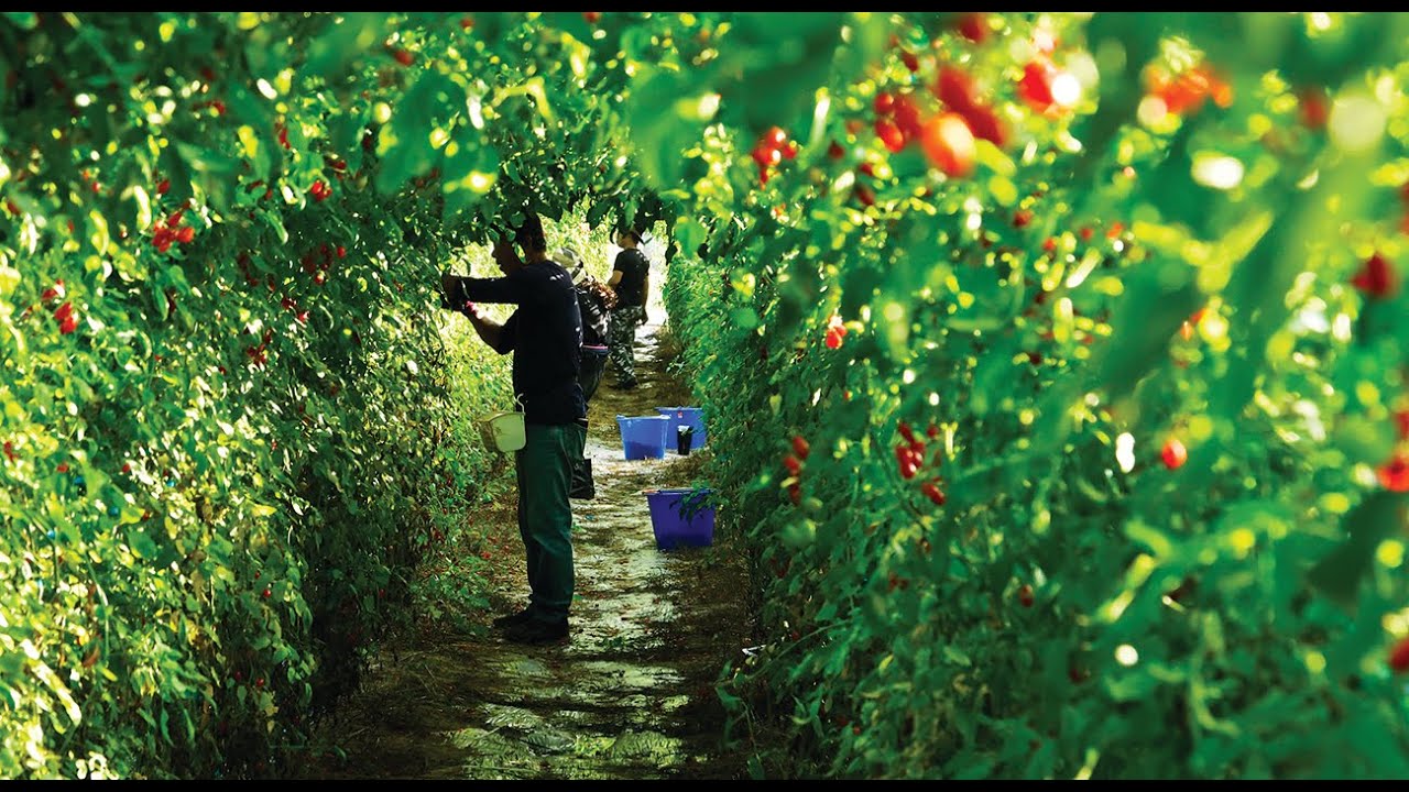 Trailer | A Holy Family | Elvis A-Liang Lu