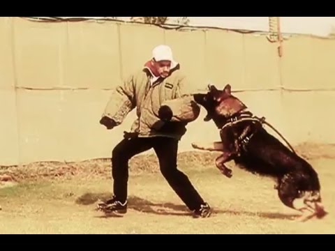 DOG TRAINING PRESENTATION | JACKET RUST EGYPT