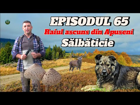 TOAMNA MAGICĂ ÎN MUNȚII APUSENI 🍂 PEISAJE, CIUPERCI ȘI NATURA SĂLBATICĂ | EP. 65