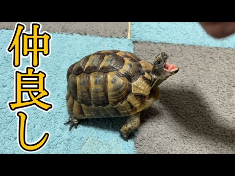 チチュウカイチソウ グラエカ イベラ