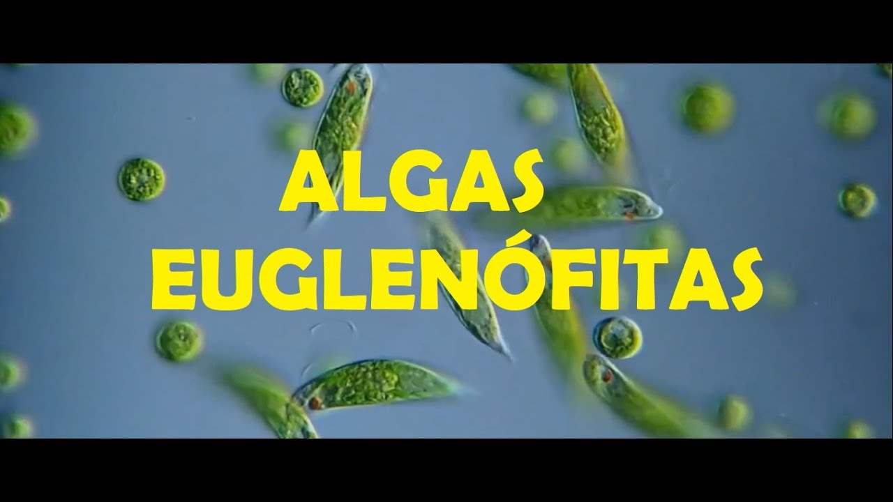 ALGAS EUGLENÓFITAS - DIVERSIDADE DE PLANTAS SEM SEMENTES