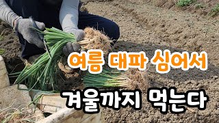 여름 대파 심어서 겨울까지 먹는다 여름철 심을만한 채소는?